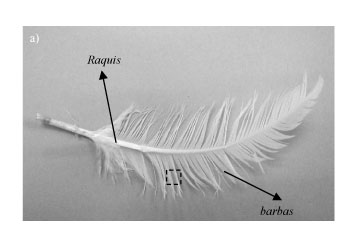 Desarrollo de nuevos composites plásticos reforzados con plumas de pollo