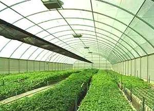 Un futuro prometedor