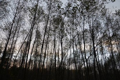 Gefco España colabora en la creación de un bosque en Albacete