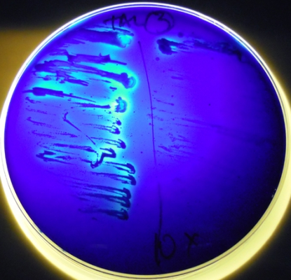 Gaiker-IK4, A&B Laboratorios y Guserbiot desarrollan detergentes de origen microbiano, respetuosos con el medio ambiente