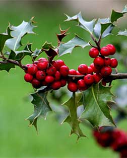 David sigue superando a Goliat