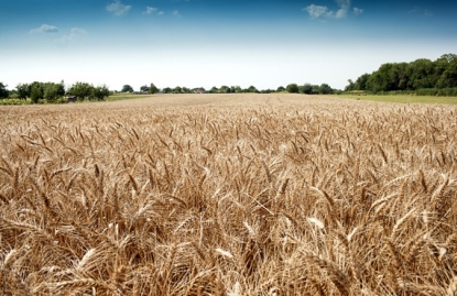 GSC, primer proveedor de programas de intercomparación acreditado por Enac para ensayos en cereales y en piensos