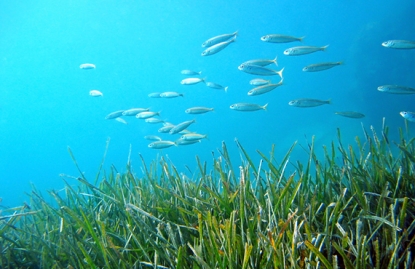 Protección marina: primer laboratorio acreditado por ENAC para la toma de muestra y el análisis de fanerógamas