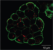 Una jornada en Gaiker-IK4 tratará sobre diseños seguros para productos con nanomateriales