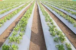 Se aprueba el nuevo Real Decreto que regula los fondos y programas operativos de las OPFH