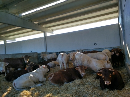 Dehesa Grande obtiene el certificado de Bienestar Animal de Aenor en su cebadero y matadero