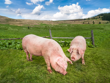 Bureau Veritas fomenta el compromiso del sector porcino con el bienestar animal - 'INTERPORC Animal Welfare Spain'