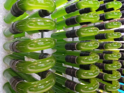 AlgaEnergy recibe el Premio CEPYME Innovación Tecnológica