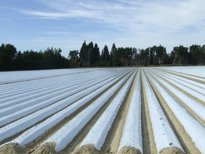 Los productores adheridos a MAPLA pondrán en marcha un sistema voluntario de gestión de residuos plásticos agrícolas