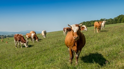 Bureau Veritas obtiene la autorización para certificar según PAWS de Provacuno