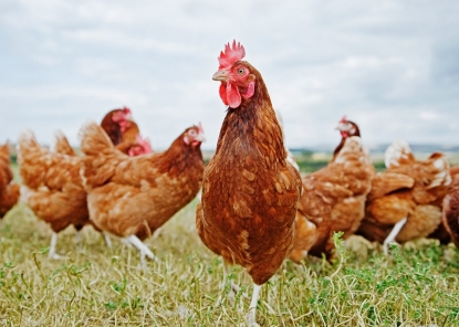Nestlé ya utiliza huevos de gallinas libres de jaulas en todos sus productos de alimentación en Europa