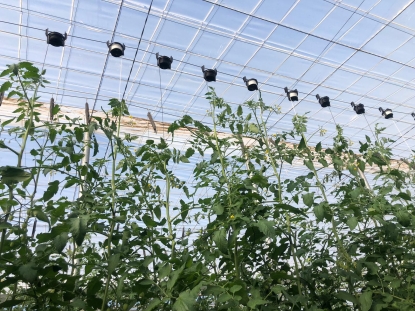 Una percha agrícola de plástico facilitará manejar las plantas situadas a gran altura en invernaderos