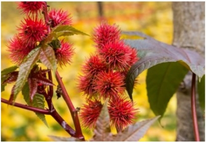 NSK lanza una innovadora línea de rodamientos equipados con jaulas de bioplástico