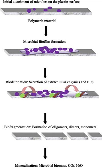 Biodegradación de residuos plásticos en medio marino y acuoso