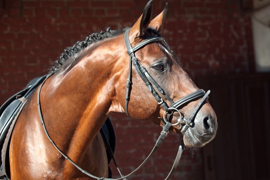 La Real Asociación Nacional de Criadores de Caballos de Pura Raza Española confía en la acreditación de ENAC para aportar garantías a sus análisis genéticos a caballos  