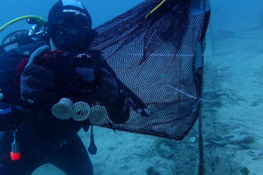 Ainia y Coffee Productions desarrollan una cápsula de café compostable y biodegradable en el mar