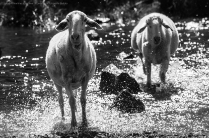 Interovic, JTT y Provacuno reiteran su compromiso por las certificaciones acreditadas en bienestar animal