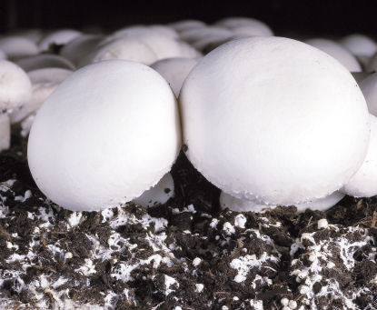 GO Champlast apuesta por la reducción de los residuos del cultivo del champiñón y su valorización