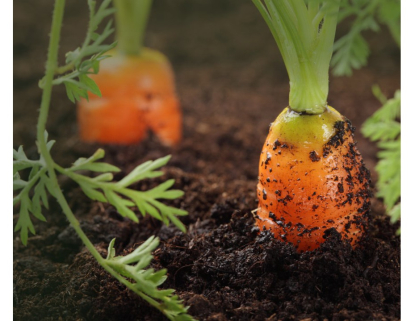 Gaiker busca revertir la degradación del suelo mediante enmiendas derivadas de biorresiduos