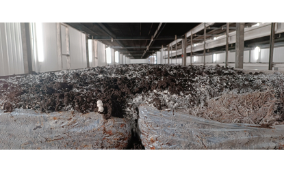 GO Champlast desarrolla biofilms compostables para el cultivo del champiñón