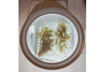 RUGUPLAS confirma el potencial del alga invasora Rugulopteryx okamurae como materia prima