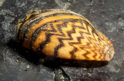 Enac acredita a Laboratorios Tecnológicos de Levante para la detección del mejillón cebra