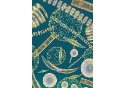 Aimplas participa en Multiply, que busca transformar la industria mediante el uso de microalgas